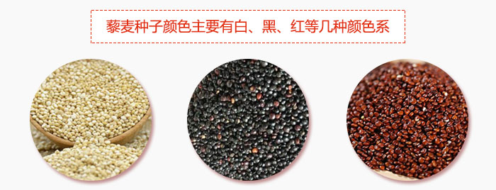 藜麥種子顏色主要有白、黑、紅等幾種顏色系，營養(yǎng)成分相差不大，其中白色口感好，黑、紅色口感相對差些，籽粒也較小。