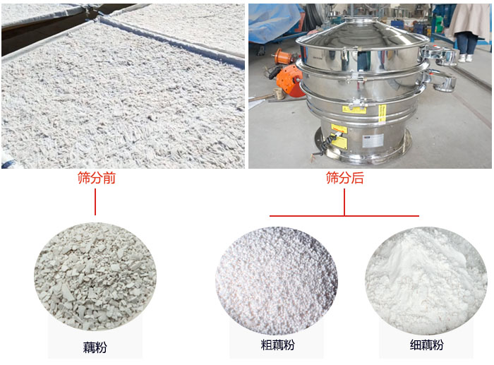 蓮藕淀粉曬干，采用304不銹鋼材質(zhì)藕粉振動(dòng)篩篩分后前后對(duì)比效果圖展示。