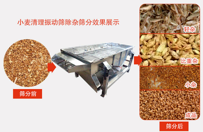 小麥清理振動(dòng)篩小麥篩分效果展示圖可同時(shí)篩分出輕雜，比重雜，小雜，成品等四個(gè)等級(jí)。